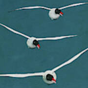 Three Floating Black Headed Gulls Poster