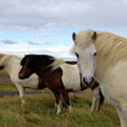 Three Icelandic Horses At Helgafell #2 Poster