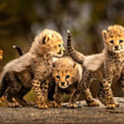 Three Little Cheetahs Poster