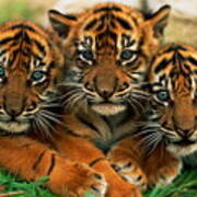 Three Sumartran Tiger Cubs Panthera Poster