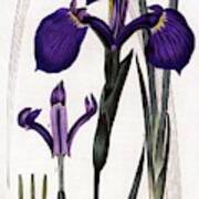 Three-toothed Iris, Iris Tridentata. Robert Sweet's The British Flower Garden, Ridgeway, 1828. Poster