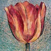 Thuya Tulip Poster