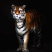 Tiger Portrait Ii Poster