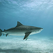 Tiger Shark In Water Poster