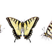 Tiger Swallowtail Butterflies In Poster
