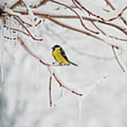 Tit On Branch Poster