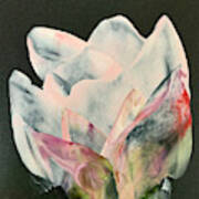 Transparent Tulip Poster