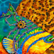 Triggerfish And Brain Coral Poster