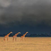 Trio Giraffes In Kenya Storm Poster