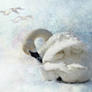 Trumpeter Textures #2 - Swan Preening Poster