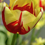 Tulip World Expression Poster