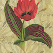 Tulipa Kaufmanniana Winter Poster