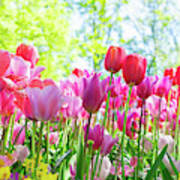 Tulips Pink Growth Poster