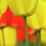 Tulips In Spring, Close-up, Selective Poster