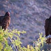 Turkey Vulture Couple Poster