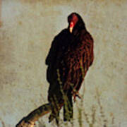 Turkey Vulture Vintage Poster