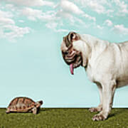 Turtle And Pug Poster