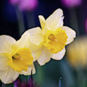 Twin Daffodils Poster