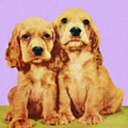 Two Cocker Spaniel Puppies Poster