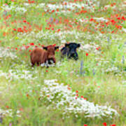 Two Norfolk Cows In Wild Flower Meadow Poster