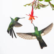 Two Hummingbirds At A Flower Poster