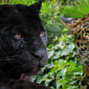 Two Jaguars Poster