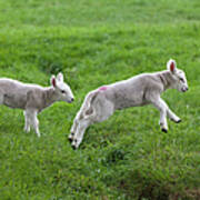 Two Lambs In Green Field Poster