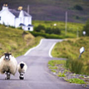 Two Sheep Walking On Street In Scotland Poster