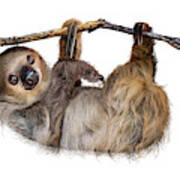 Two-toed Sloth Named Fernando Poster