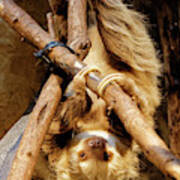 Two Toed Sloth Poster