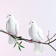 Two White Doves With Olive Branch Poster
