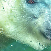 Under Water Polar Bear Poster