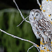 Ural Owl Perching On An Aspen Twig Poster