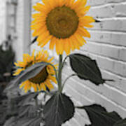 Urban Sunflower - Black And White Poster