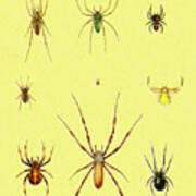 Variety Of Spiders Poster
