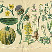 Vegetables And Flowers Of The Garden Poster