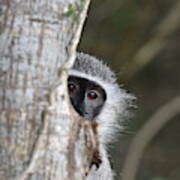 Vervet Monkey, South Africa Poster