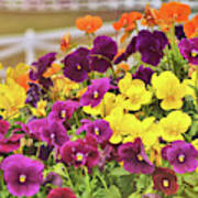 Vibrant Violas Poster