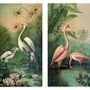 Vintage Paintings Egrets And Flamingos 1 Poster
