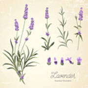 Vintage Set Of Lavender Flowers Poster