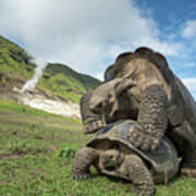 Volcan Alcedo Giant Tortoises Mating Poster