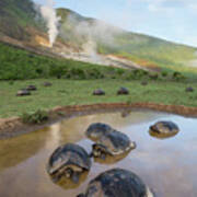 Volcan Alcedo Tortoises Wallowing Poster