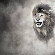 Vulnerable African Lion In The Dust Poster