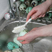 Washing Common Murre / Guillemot Eggs In Sink Before Sale. Poster