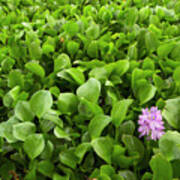 Water Hyacinth Flowering Poster