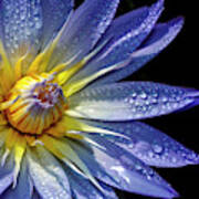 Water Lily Covered In Dew Poster