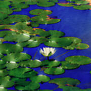 Water Lily Watercolor Iii Poster