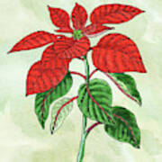 Watercolor Poinsettia Plant Botanical Poster