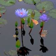 Waterlilies Dance With Leaves Poster