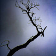 Weathered Tree Branch Silhouette Bodmin Moor Poster